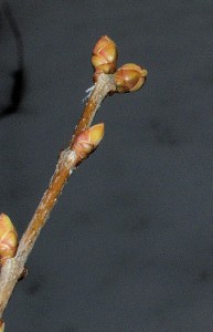 Lilac buds